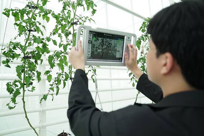 [세종=뉴시스] 사진은 지난달 24일 농림축산식품부 관계자가 인공지능(AI)을 활용한 스마트농업 데이터 수집·활용 서비스를 스마트팜 현장에서 직접 시연하고 있는 모습. (사진 = 농식품부 제공) 2025.09.24.  *재판매 및 DB 금지