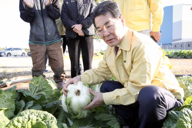 ▲권익현 전북 부안군수가 28일 한 농가의 밭에서 가을배추 무름병 확산 상황을 살펴보고 있다. ⓒ