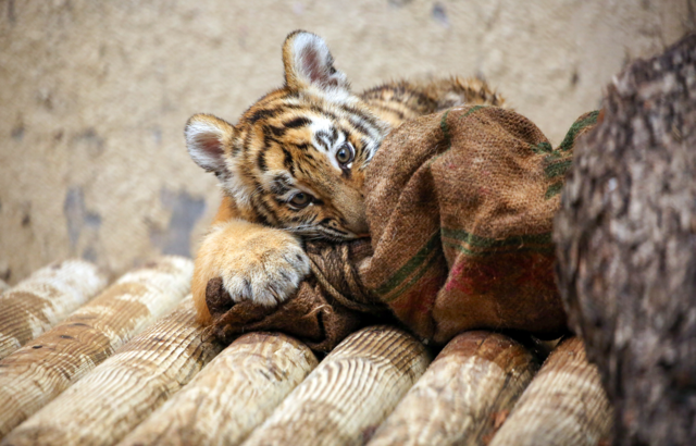 올해 현충일(6월 6일)에 태어난 서울대공원의 시베리아 새끼 호랑이. 서울대공원 제공