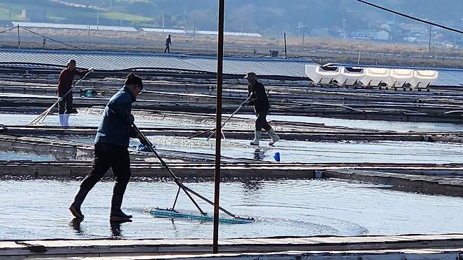 '강제 노동' 논란에 휘말렸던 전남 신안의 태평염전이 국가유산청에 국가등록문화유산 등록 말소를 신청한 사실이 뒤늦게 알려져 논란이 일고 있다. 등록된 지 18년 만에 국가등록문화유산 지위를 스스로 반납하겠다고 나선 것이다. 지난 4월 8일 오후 전남 신안군 증도 태평염전. 염판에서 인부들이 분주히 일손을 움직이고 있다. 기사 내용과 직접적 관련 없음 ⓒ시사저널 정성환