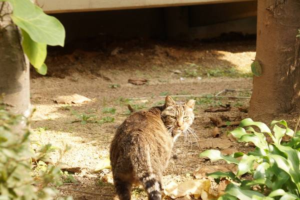 인천 부평구의 한 아파트 단지 내 고양이 [사진 = 이장원 기자]