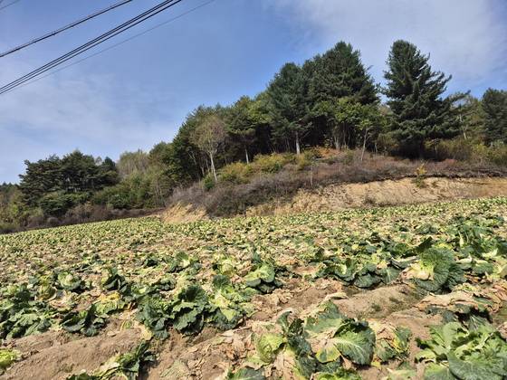 Cabbage crops on farmland in Pyeongchang, Gangwon are left unattended as unseasonal autumn rains have devastated crop growth [JOONGANG ILBO]