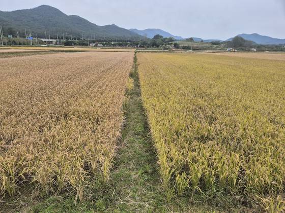 Crops affected by ″bakanae disease,″ also known as foot rot, are seen turned yellow on a field in Goheung, South Jeolla, on Oct. 21. [JOONGANG ILBO]