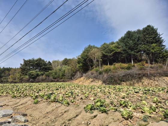 A cabbage patch in Pyeongchang, Gangwon is left unattended, as seen on Oct. 26. [JOONGANG ILBO]
