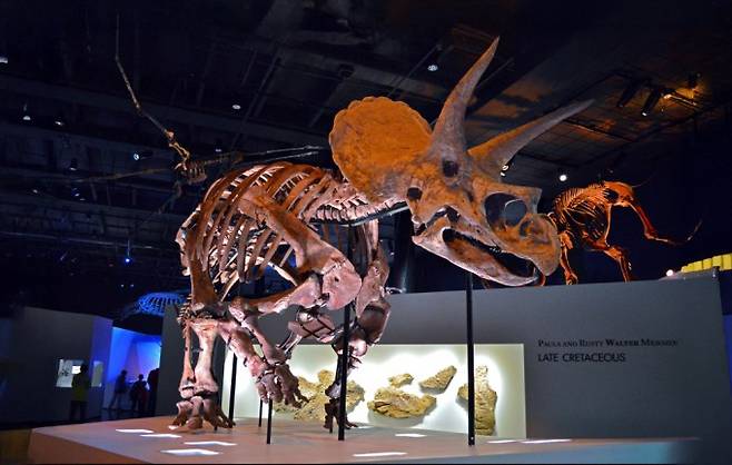 미국 휴스턴 자연사박물관에 전시된 공룡 트리케라톱스의 화석(위). 대개 지질학, 진화론과 연관되는 둘을 창조과학에서는 대홍수의 증거로 해석한다. Agsftw(W) 제공