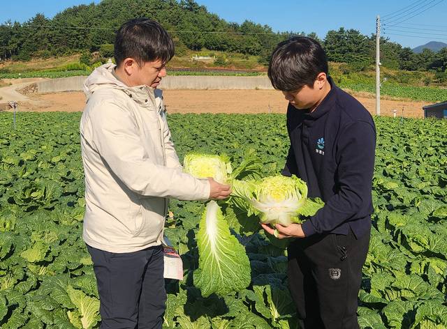 대아청과는 10월27~29일 김장배추 주산지인 전남 일대를 찾아 배추 생육 상황을 점검한 결과 재배면적 증가와 최근 기상 호조로 김장철 수급엔 차질이 없을 것으로 전망했다. 대아청과