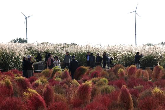 서울 마포구 하늘공원을 찾은 시민들이 핑크뮬리와 억새밭 풍경을 감상하고 있다. 연합뉴스