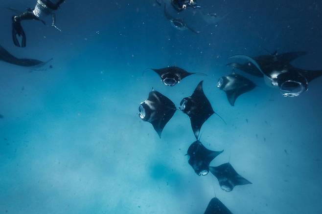 바 아톨의 유네스코 생물권보전지역 하니파루 베이에서는 만타레이 투어 체험이 가능하다. 사진제공|팜투어