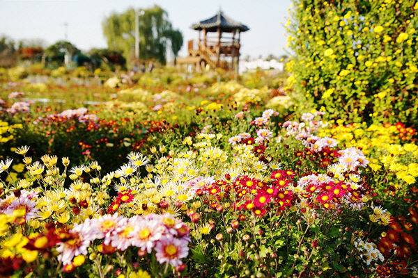 2023년 11월 3일부터 12일까지 개최된 서산국화축제 모습(사진=서산시 제공)