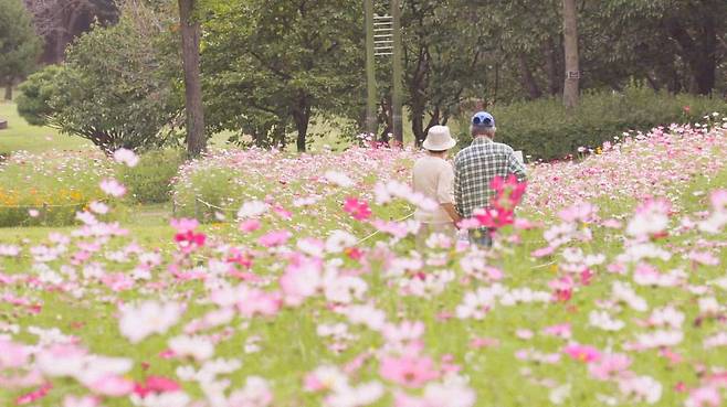 다큐 '바람이 전하는 말'에서 김희갑 양인자 두 분이 코스모스 꽃밭 사이로 손을 꼭 잡고./판씨네마
