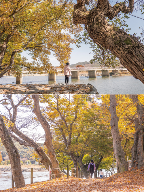 (위에서부터)동복천의 왕버들, 가을 분위기 물씬한 연둔리 숲정이