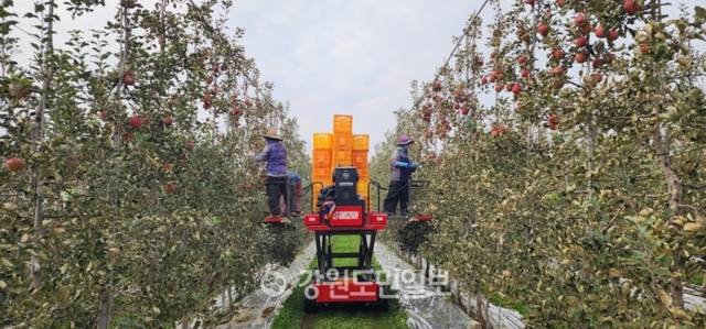 ▲ 최북단 고성군 진부령 흘리 정현근 사과 농장에서 근로자들이 스마트 수확기에 올라 탐스런 부사를 수확하고 있다.