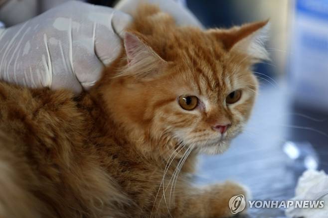 치료받는 고양이. [연합뉴스]