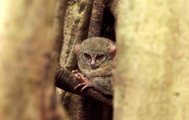 탕코코국립공원, 세상에서 가장 작은 타르시우스 안경원숭이