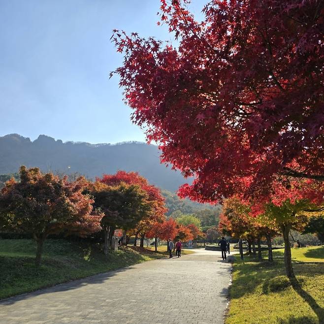 내장산의 단풍나무들