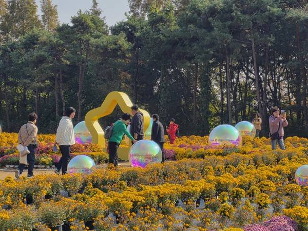 4일&nbsp;수도권매립지 드림파크 야생화단지에서 열린&nbsp;'2025 드림파크 국화축제'를 찾은시민들이 국화를 구경하고 있다. [사진 = 박지현 기자]&nbsp;