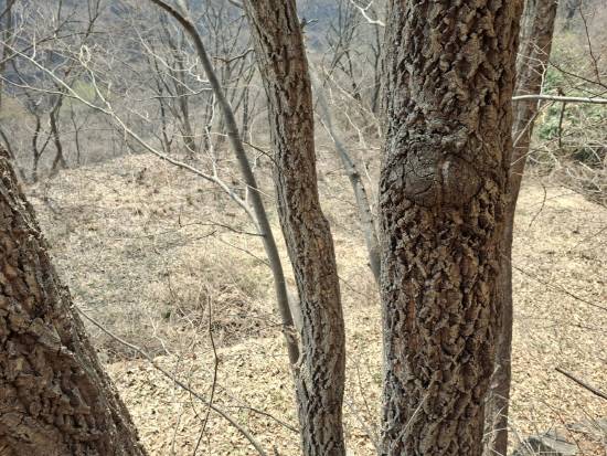 부속건물터와 본당건물터, 그리고 대숲(오른쪽위 푸른색)이 나무사이로 보인다. 200평 정도 부지다.