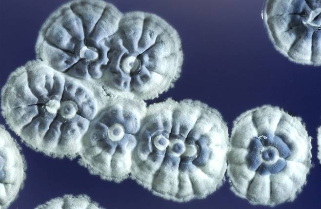 토양 박테리아인 스트렙토마이세스 코엘리콜러(Streptomyces coelicolor) 군집. 항균 물질을 생성하는 과정에서 중간 단계 물질이 항생제 내성균에 효과가 있는 것으로 밝혀졌다./John Innes Centre