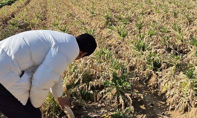 4일 충북 음성군 대소면의 한 농민이 주변 화학물질 취급업체에서 누출된 비닐아세테이트 모노머 가스에 노출돼 누렇게 변한 무를 살피고 있다. 오윤주 기자