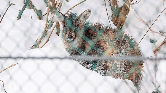 2024년 3월 3일 강원도 설악산 지역 도로가에서 발견된 산양. 먹이를 구하기 위해 산을 내려왔지만 아프리카돼지열병(ASF) 펜스 앞에서 멈춰섰다. 사진 정인철 국립공원을지키는시민의모임 사무국장