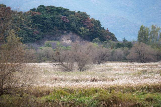 김해 화포천 일대가 은빛 물억새로 장관을 이루고 있다./조명훈 사진가/