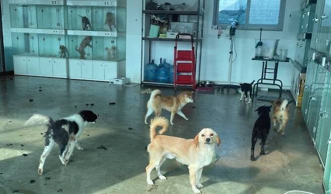 파양·유기동물 판매 등 편법적인 영업 행태를 보이는 신종펫숍이 국가가 운영 중인 ‘민간동물보호시설 신고제’에 등록된 사실이 동물단체 조사 결과 드러났다. 동물자유연대 제공