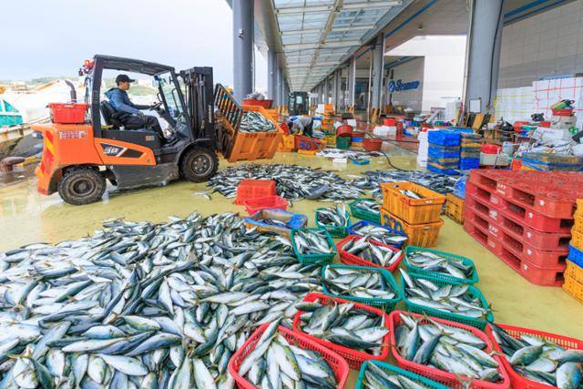 제철을 맞아 기름기가 오르기 시작한 방어가 죽변항에 입하되고 있다. 울진군 제공