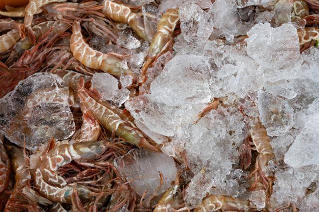 죽변항에 입항한 어선이 조업한 가시진흙새우가 수북이 쌓여 있다. 울진=이한호 기자