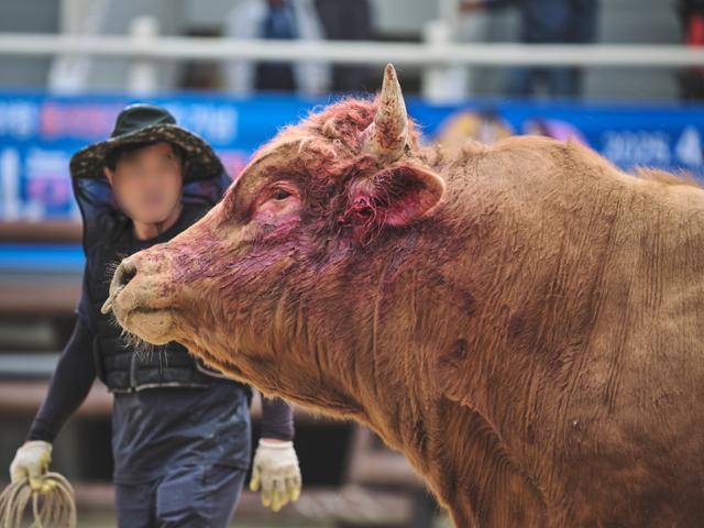 소싸움 경기 도중 싸움소가 피를 흘리고 있지만 치료를 받지 못한 채 경기에 동원됐다. 동물해방물결 제공