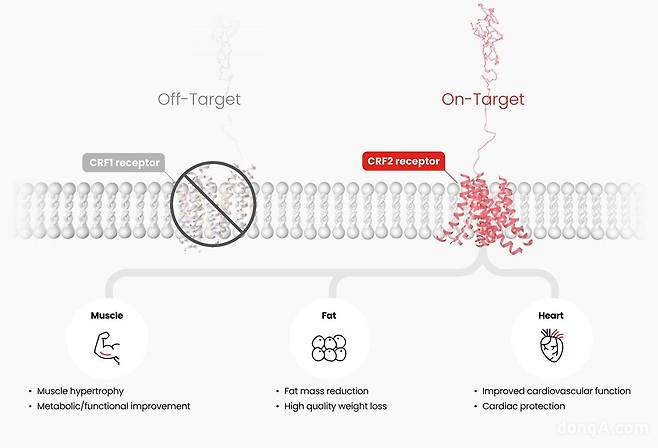 한미약품 HM17321은 CRF2 수용체(On-Target)에만 선택적으로 작용해 근육 증가와 지방 감소를 동시에 유도하는 것이 특징이다. 이를 통해 근육 증대와 대사·기능 개선, 양질의 체중 감량, 심혈관 개선 효과를 동시에 기대할 수 있다는 설명이다.