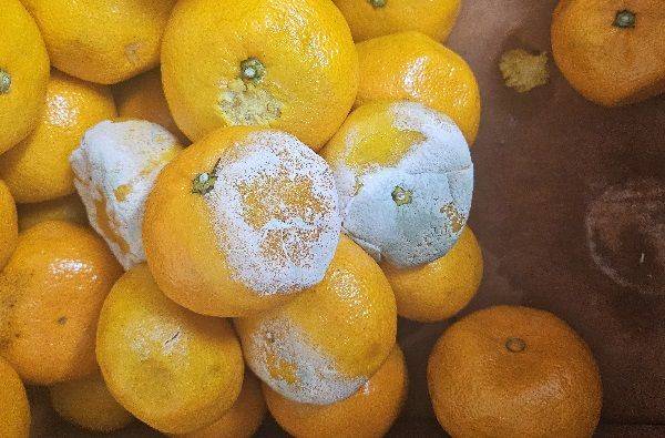 곰팡이 핀 귤