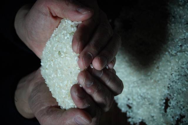 한 줌의 쌀에는 한민족의 맥박이 느껴진다.