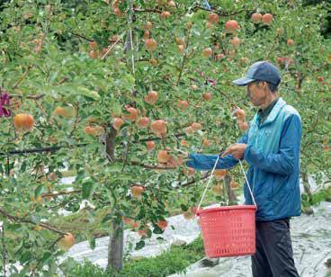 경북 안동에서 사과농사를 짓는 김정수 씨가 바구니를 들고 사과를 수확하고 있다. 수확 시에는 가지에 매달린 사과의 꼭지를 2~3㎝ 남겨두고 딴다.