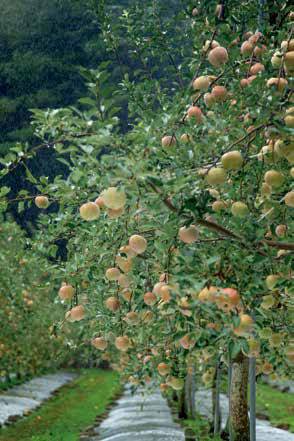 사과농가 전경. 나무에 알알이 달려 있는 사과가 탐스럽게 보인다.