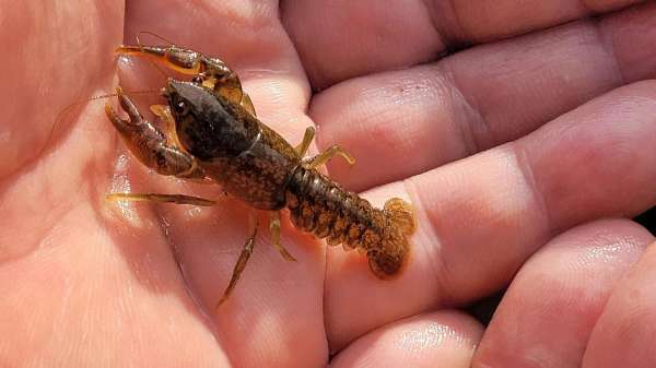 한 환경단체가 병천천에서 발견한 미국가재라며 공개한 사진