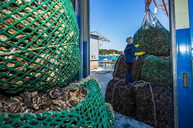 지난달 27일 경남 통영 용남면에 있는 한 박신장에서 이날 새벽 채취한 싱싱한 각굴이 들어오고 있다. /이건송 영상미디어 기자