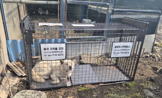 지난 5월 제주시 구좌읍 송당리에서 닭장을 습격한 들개가 자치경찰이 설치한 포획 틀에 의해 붙잡혀 있다. 사진=제주도자치경찰단 제공