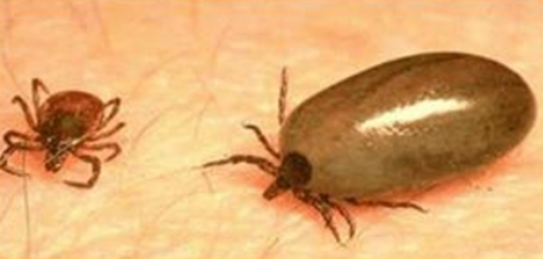 작은소피참진드기 흡혈 전(왼쪽)과 흡혈 후. 울진군 제공