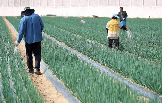 대구 동구 불로동 한 파밭에서 농민들이 빗물에 잘 녹아 스며들도록 미리 밭에 비료를 뿌리고 있다. 2023.4.4 뉴스1