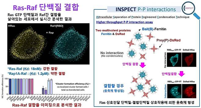 "세포의 이동 비밀 풀었다"…KAIST, '암 전이' 원인 규명 단서