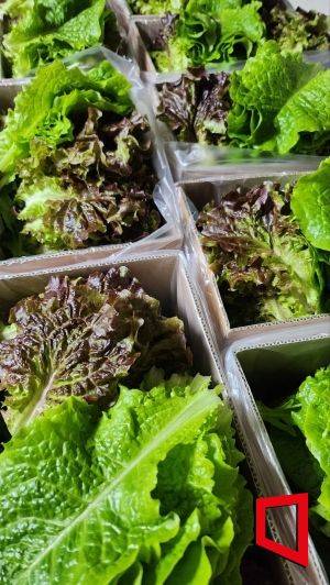 귀농인 이경민씨가 수확한 상추. 이씨 제공