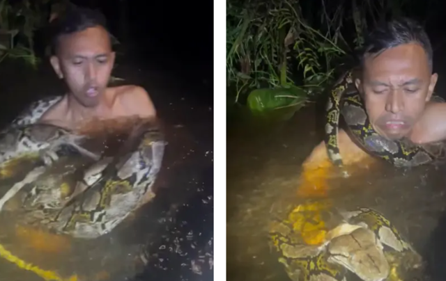 인도네시아에서 6m 길이의 거대한 비단뱀 ‘파이썬’에 목을 휘감긴 투어 가이드가 물 속으로 끌려들어가는 장면이 공개됐다. [뉴욕포스트 캡처]