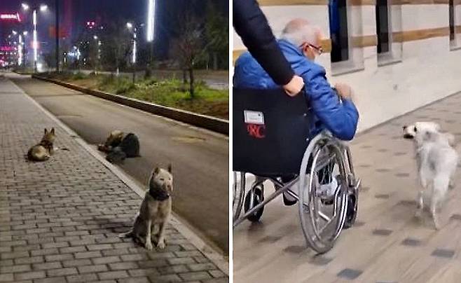 왼쪽 술 취해 도로서 잠든 주인 지킨 중국 강아지들, Cainushi SNS·오른쪽 아픈 주인 망부석 강아지 본주크, WKYC Channel 3 유튜브 캡처