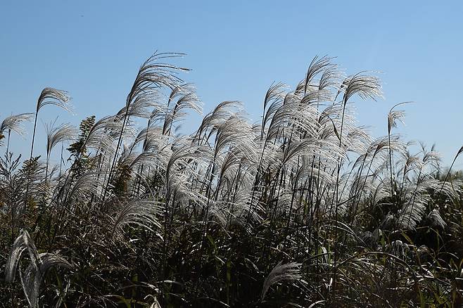 바람에 휘날리는 억새물결