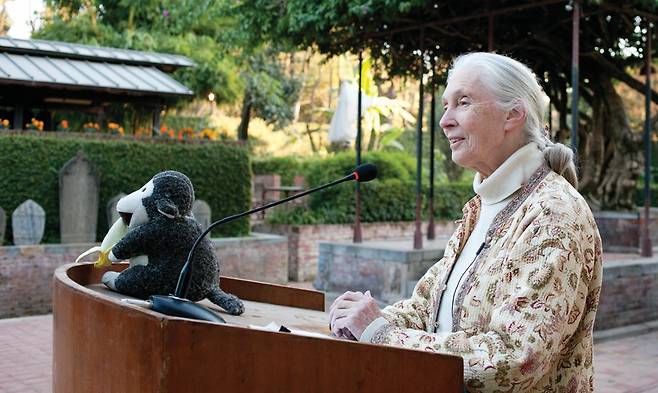 10월 1일 세상을 떠난 제인 구달 박사. GETTYIMAGES