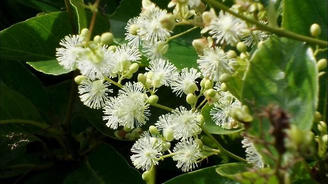항비만 효능이 우수한 테트라세라 로우레이리. 국립생물자원관 제공