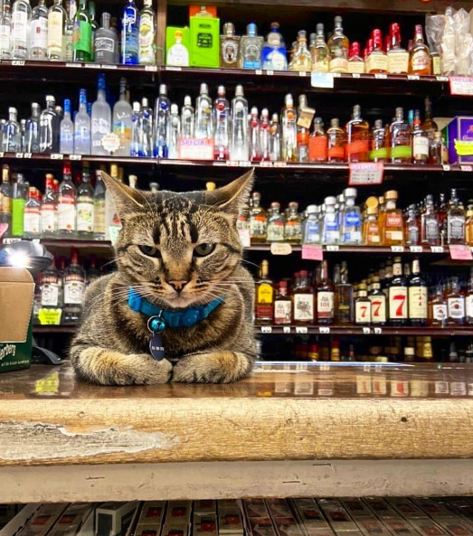 킷캣이 웨이모에 의해 목숨을 잃었다는 소식이 알려진 뒤 킷캣을 아껴온 시민들이 킷캣을 추모했다. 랜다스 마켓 인스타그램 캡처