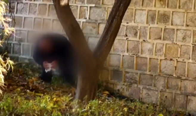 Screengrab from JTBC’s program Scandal Supervisor showing a man defecating on the stone walls of Gyeongbokgung on Monday. (JTBC Scandal Supervisor)