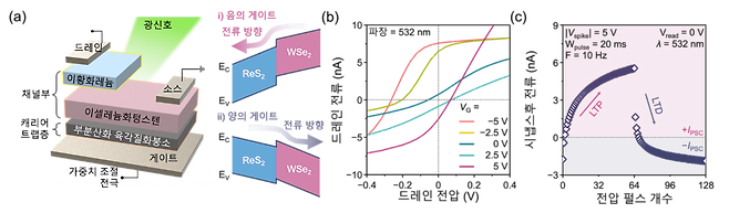 광전자 인공 시냅스 소자. (a) 인공 시냅스 소자 구조. (b) 게이트 전압에 따른 광전류 반전 현상. (c) 양방향성 시냅스 특성. [GIST 제공]