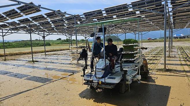 [영암=뉴시스]'영농형 태양광 실증' 논 벼이양작업. (사진=영암군 제공) 2025.11.12. photo@newsis.com *재판매 및 DB 금지